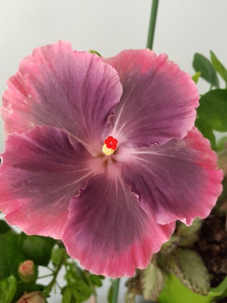  - Hibiscus Moorea My Blue Pearl