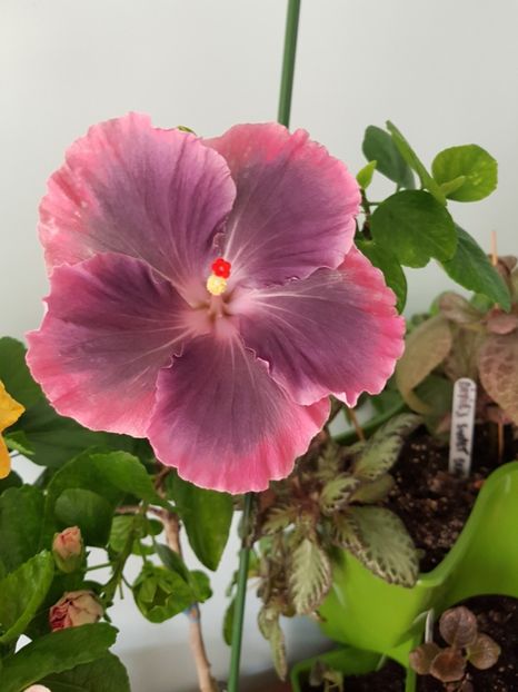  - Hibiscus Moorea My Blue Pearl