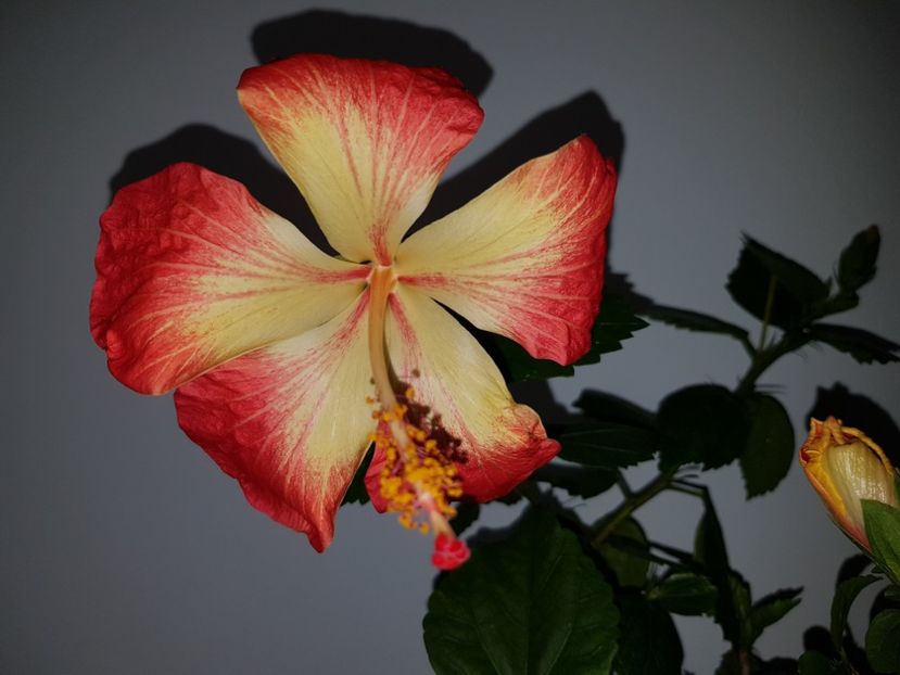  - Hibiscus MT Sixtynine