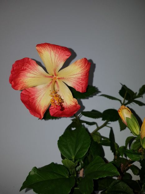  - Hibiscus MT Sixtynine