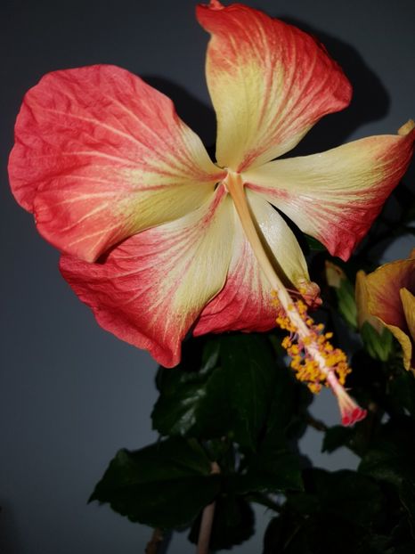  - Hibiscus MT Sixtynine