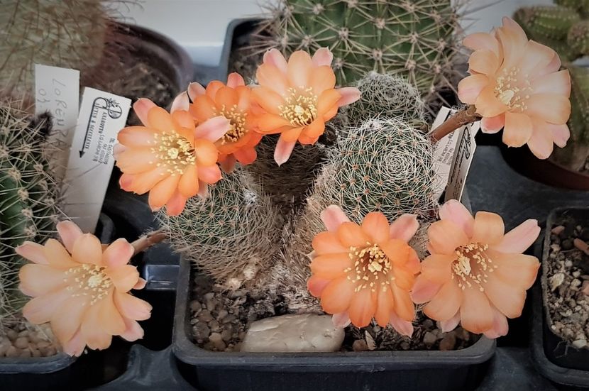  - Cactusi si suculente