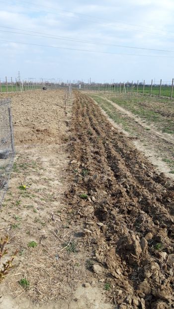  - Livada 1 anul ll 2019