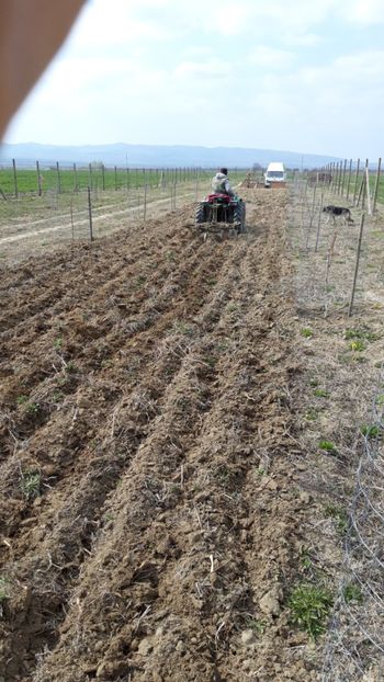  - Livada 1 anul ll 2019