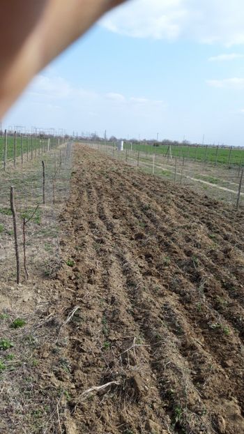  - Livada 1 anul ll 2019