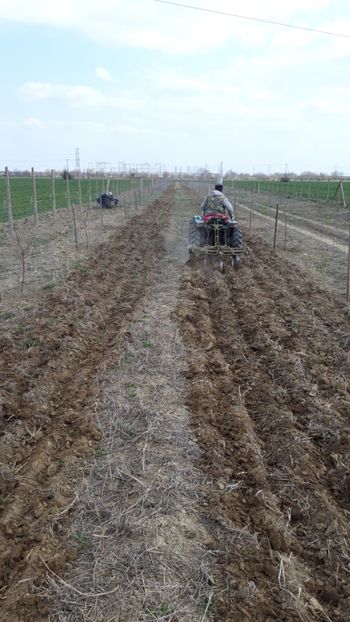  - Livada 1 anul ll 2019