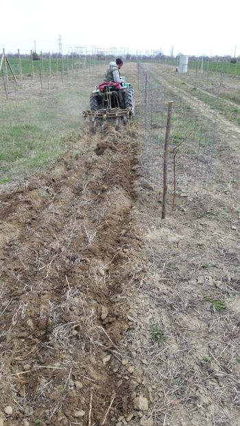  - Livada 1 anul ll 2019