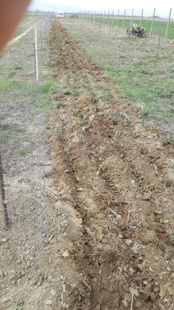  - Livada 1 anul ll 2019