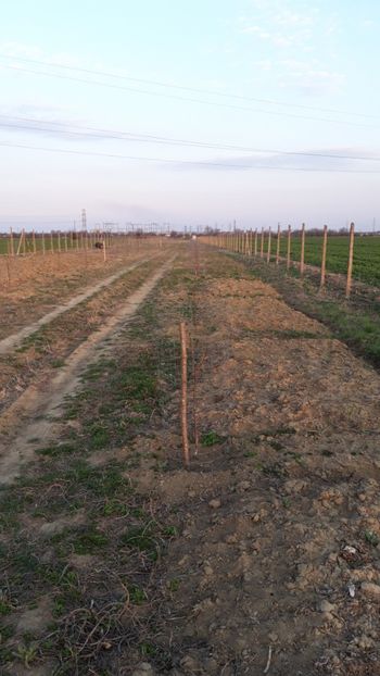  - Livada 1 anul ll 2019