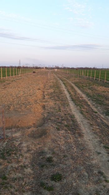  - Livada 1 anul ll 2019