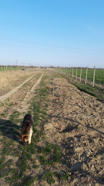  - Livada 1 anul ll 2019