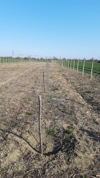  - Livada 1 anul ll 2019