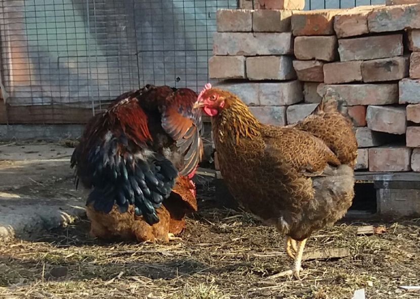  - 2 Plymouth partridge 2012-2022 arhiva