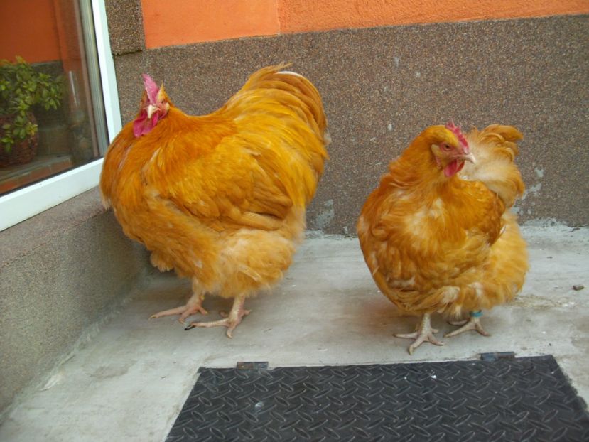 PICT0045 - SUSSEX HERMINAT DESCHIS