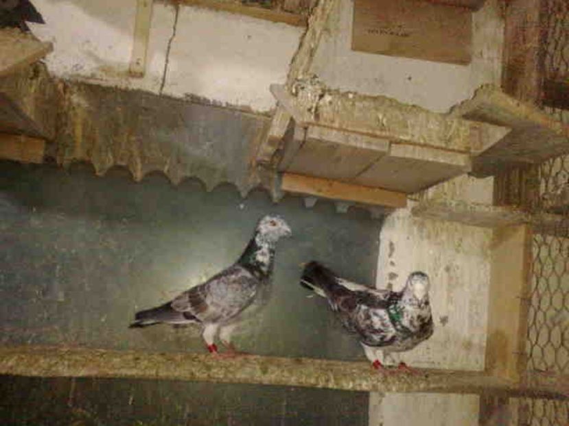  - Porumbei pentru fond si maraton-FABRI-KUIPERS-AARDEN-WANROY