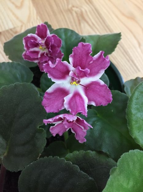 2A88CA84-CCB1-4A29-B541-5191CABD8DA1 - RS-Barbie