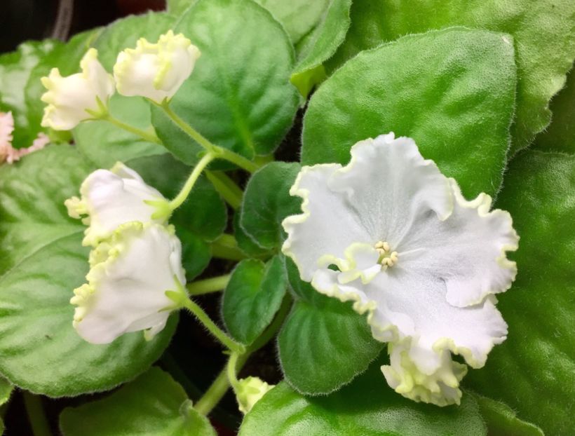 ABC4115C-2668-4734-87DE-575BFA109EBA - Parnikovii Effekt