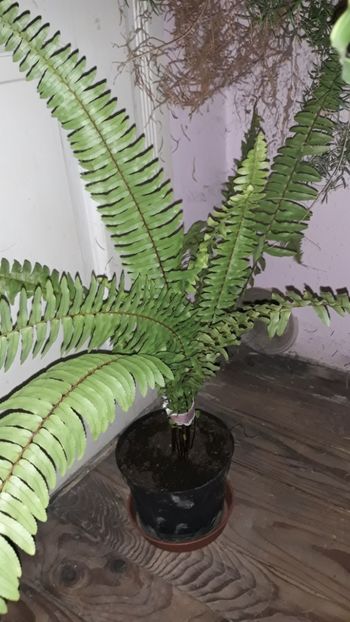 De la dna Rodica Clitan - Plantutele mele