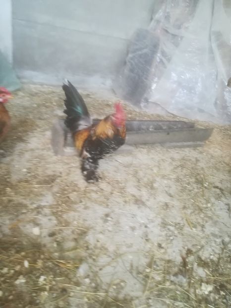  - Găini pitice