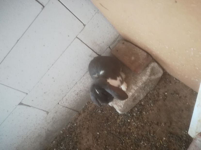  - Iepuri