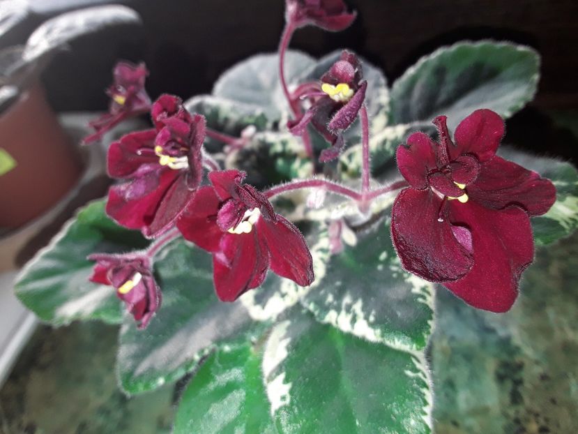  - Violete de colecție cand nu poti sa te oprești 2018aprilie