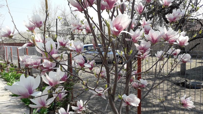 Soulangeana.... - A Magnolia