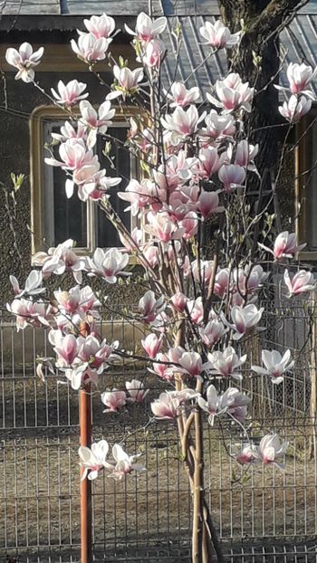  - A Magnolia