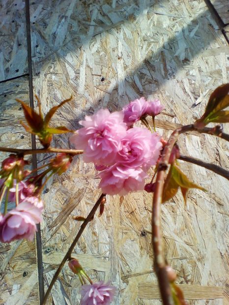 Inflorire la ghiveci:) - curtea cu toate cele 2019