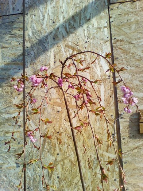  - curtea cu toate cele 2019