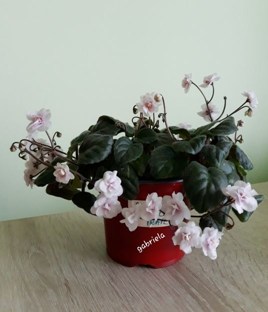  - Rob-s Vanilla Trail