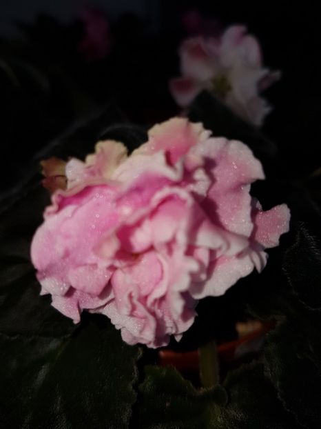  - L Poze din colectia mea