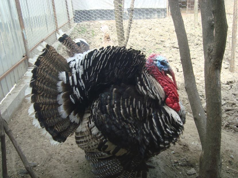  - 6-5 curci si curcani 2019