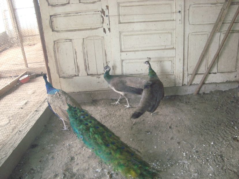  - 5-1 pauni indian blue