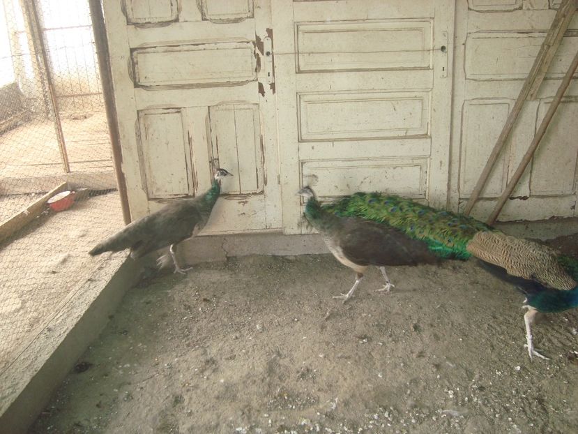  - 5-1 pauni indian blue