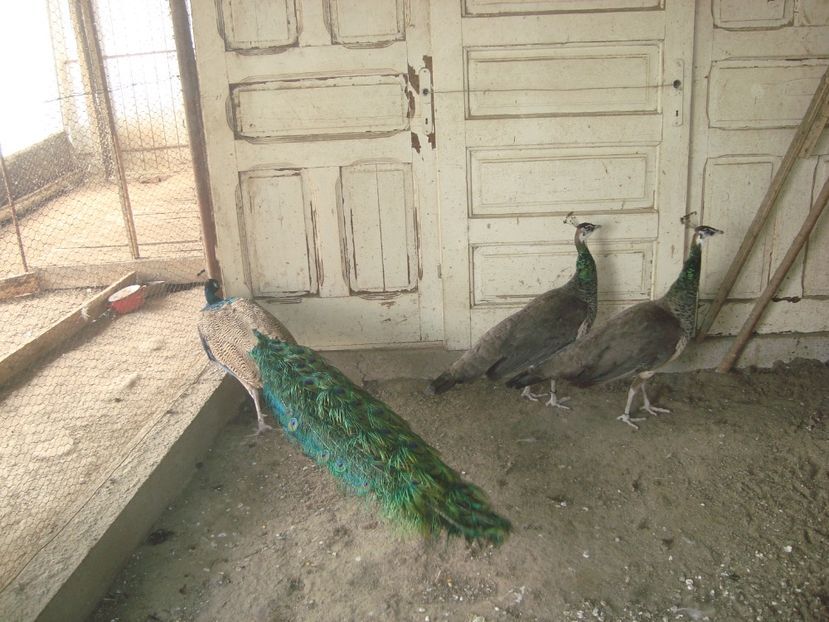  - 5-1 pauni indian blue