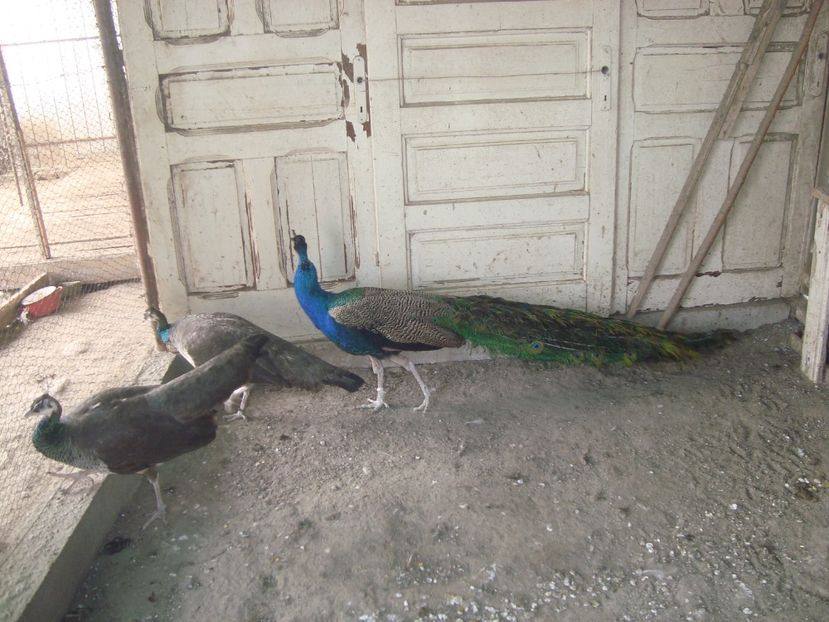  - 5-1 pauni indian blue