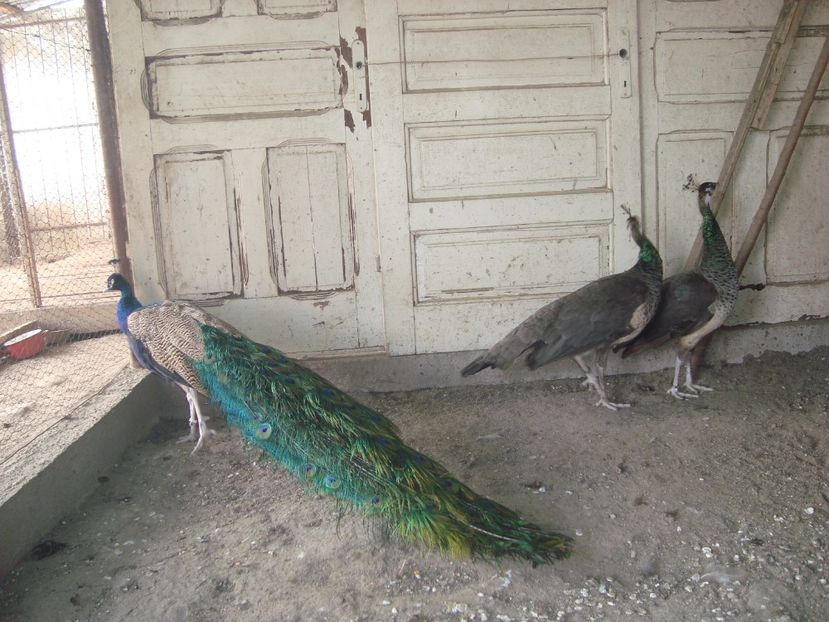  - 5-1 pauni indian blue