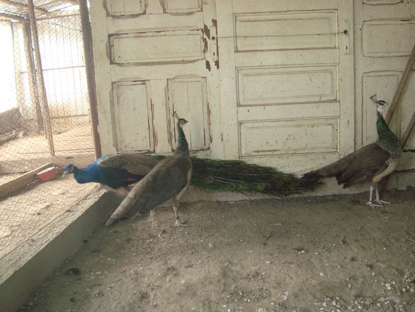  - 5-1 pauni indian blue