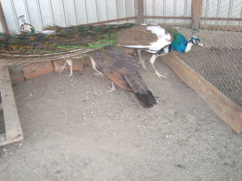  - 5-2 pauni arlechin