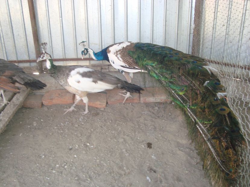  - 5-2 pauni arlechin