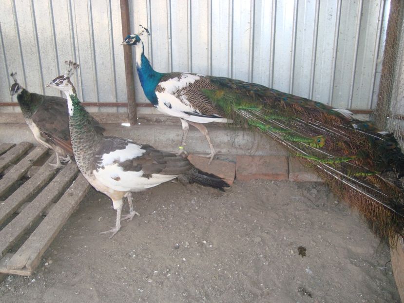  - 5-2 pauni arlechin