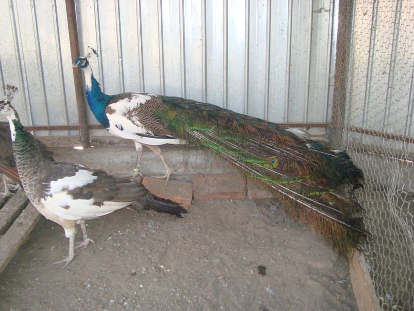  - 5-2 pauni arlechin