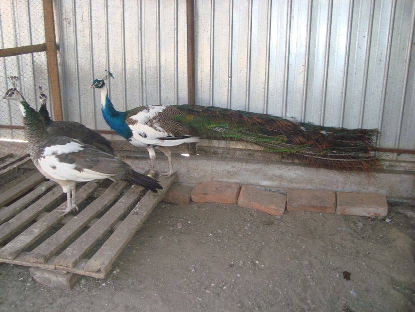  - 5-2 pauni arlechin