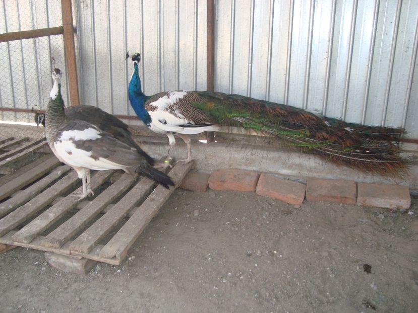  - 5-2 pauni arlechin