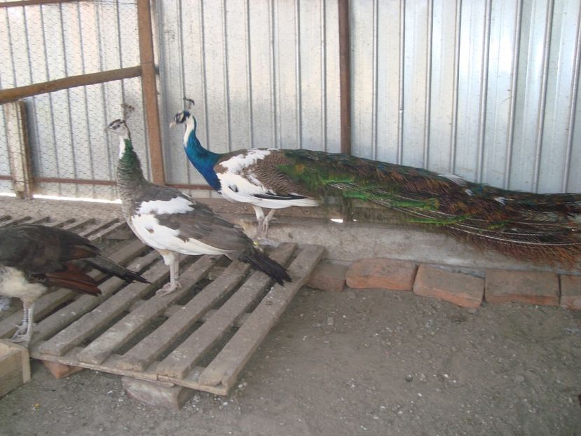  - 5-2 pauni arlechin