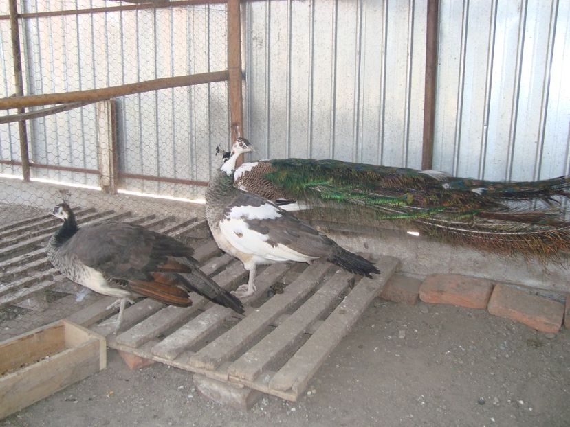  - 5-2 pauni arlechin