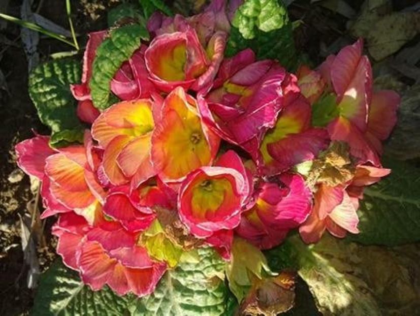 Primula cu flori duble - plante de primavara