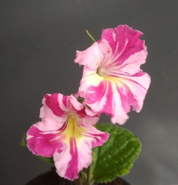 Bristol's Spectacular - Bristol s Spectacular