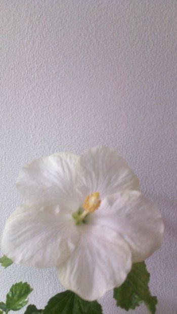  - HIBISCUSI - 2019_2021-2022-2023