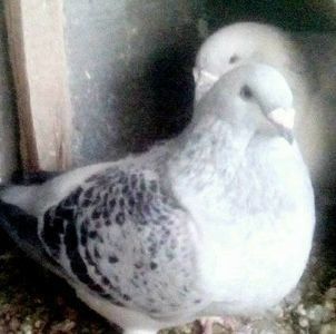 112101117_RKONWBR3 - - A - A - A - PROIECT INCHEIAT